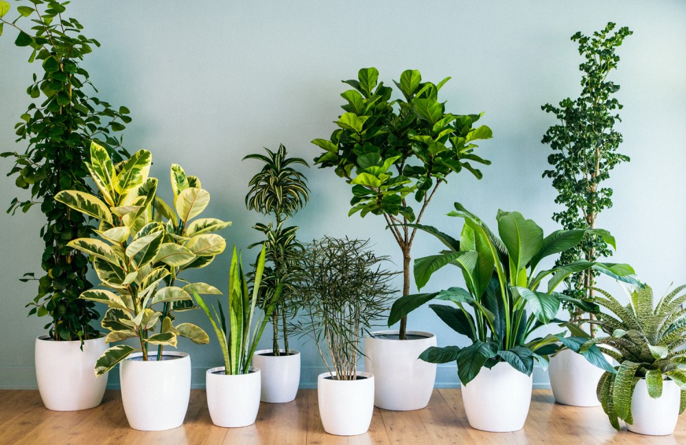 plants.jpg