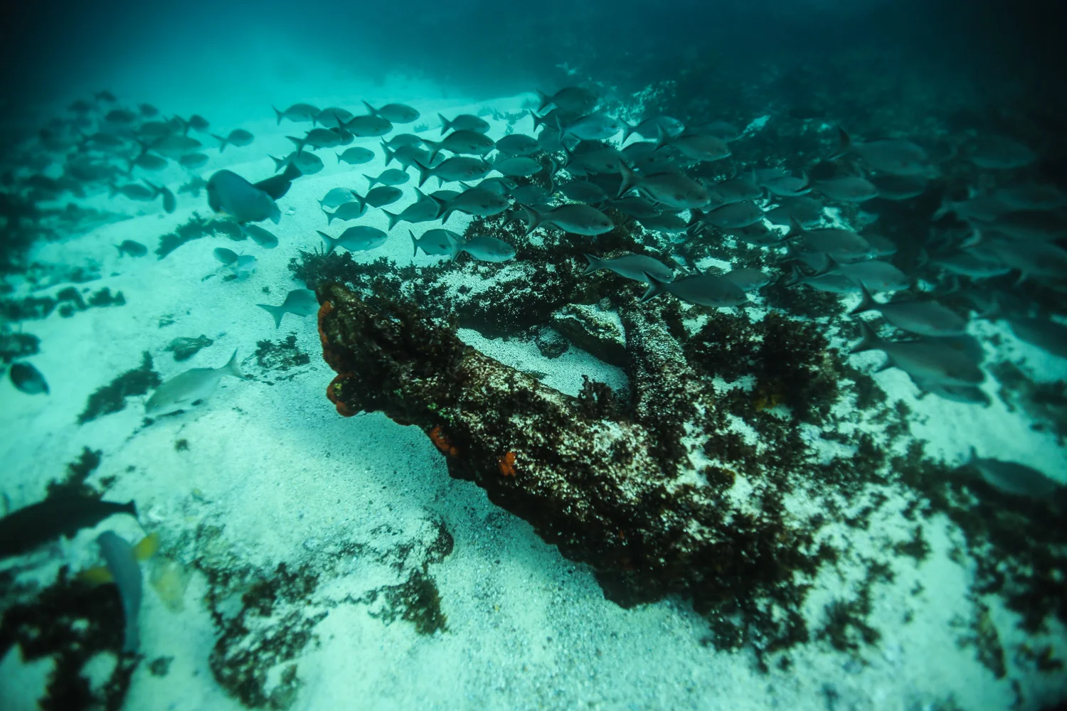 Ocean Film