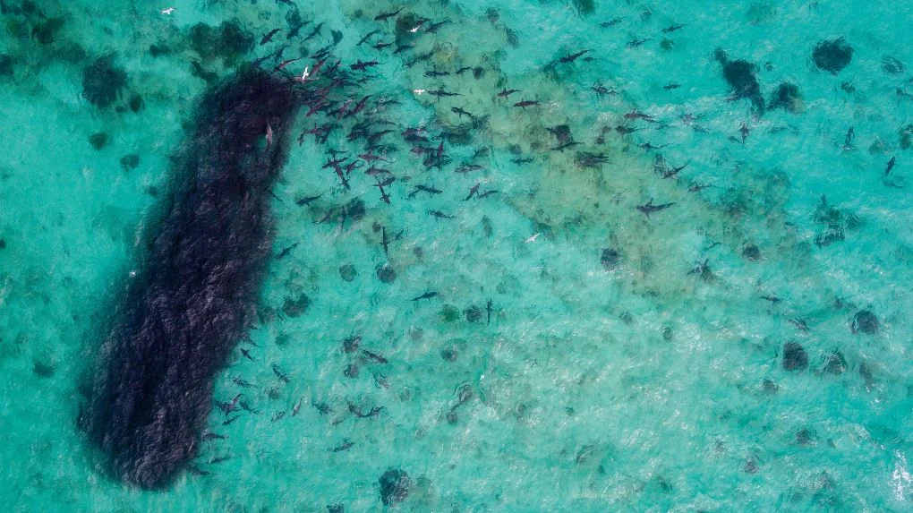 Sharks feed off the coast of WA