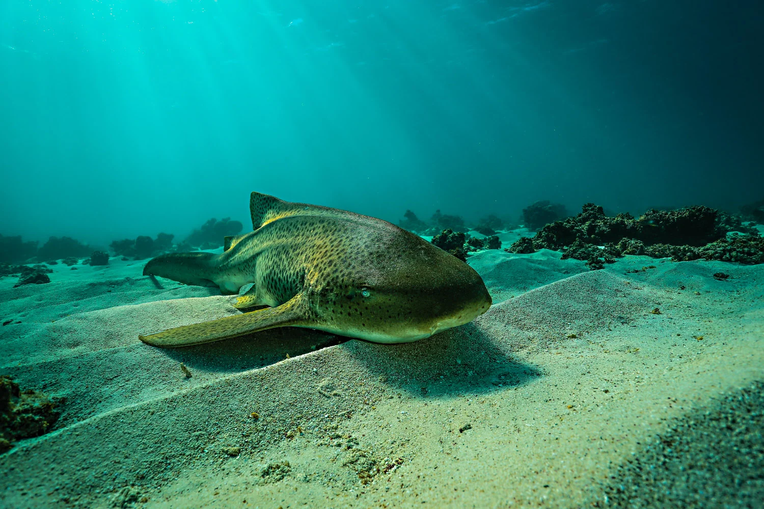 NT4A9692.JPG+Lepoard+shark+Q1-2.jpg