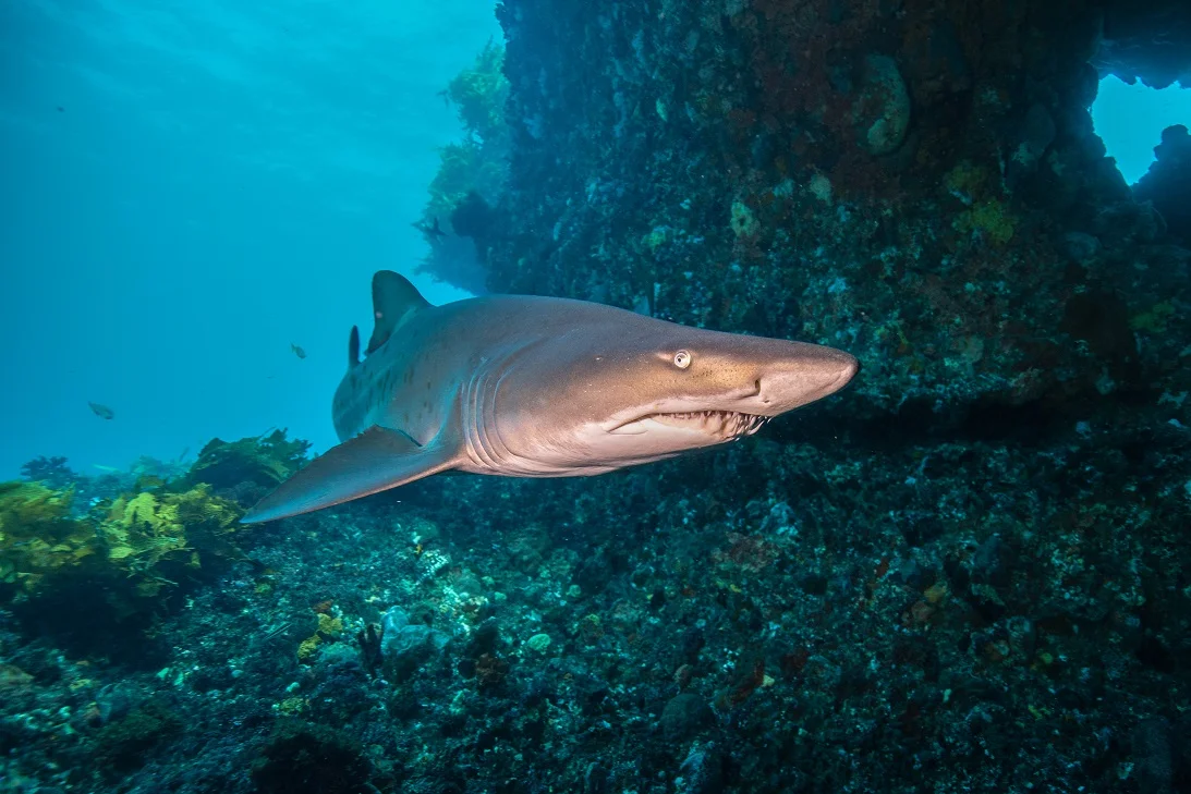 Nurse Shark