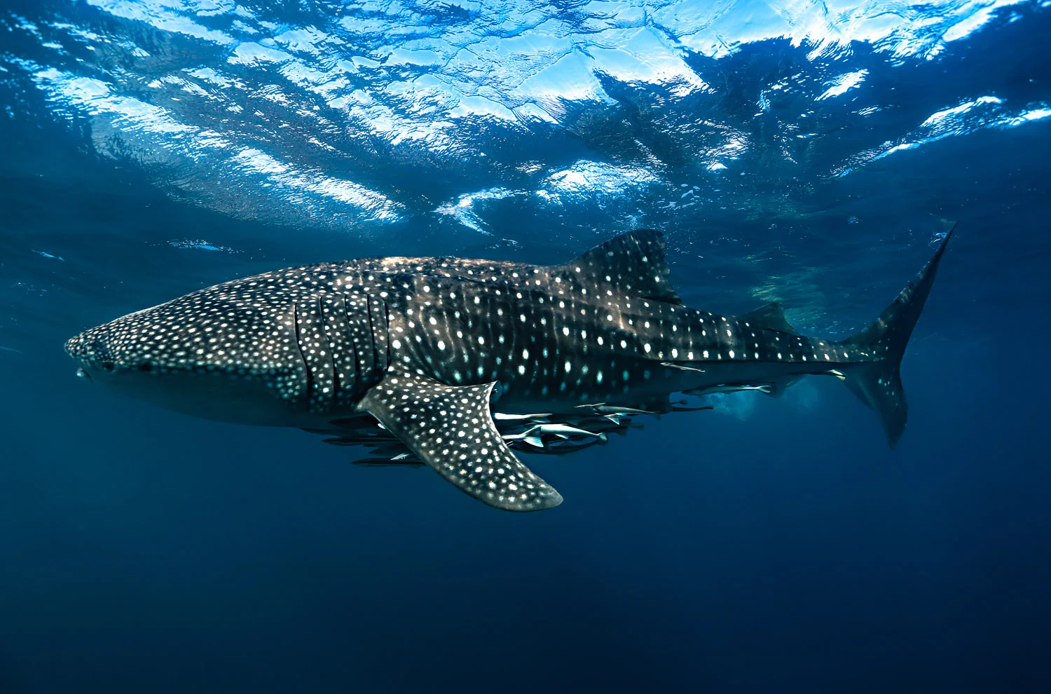 Whale Shark