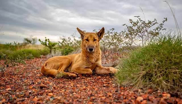 Dingo days and stormy ways, such a moody day but still captivating, good to see the earth get a good drink. #justanotherdayinwa #dingo #storm