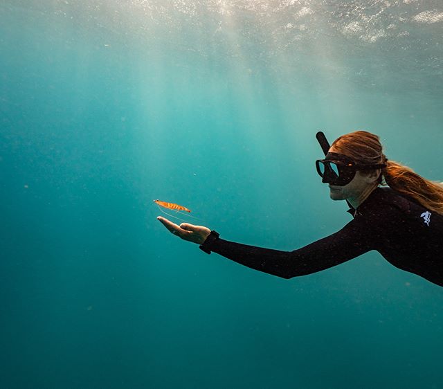 You wouldn't read about it, @nushfreedman had a prawn friend follow her around while freediving off exmouth, it was literally swimming up and sitting in her hand. @aquatech_imagingsolutions @hecsaquatic @vagabondphotographic #prawn #justanotherdayinw