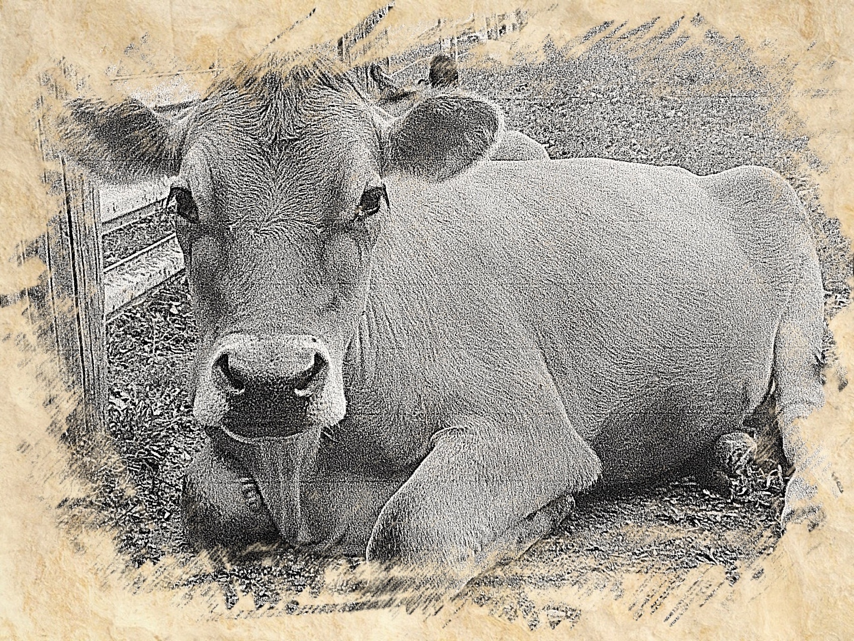 cow.jpeg