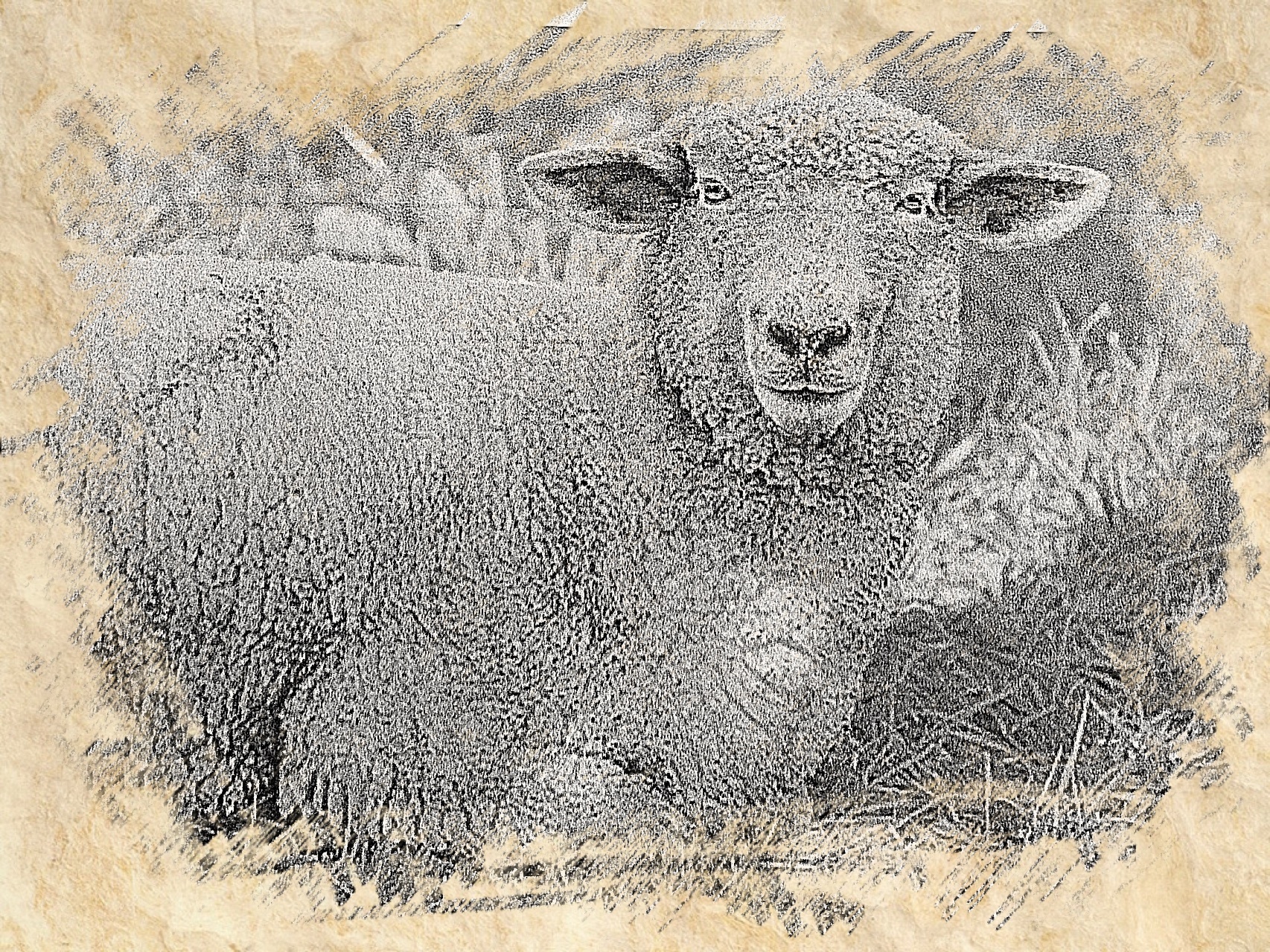 sheep.jpeg