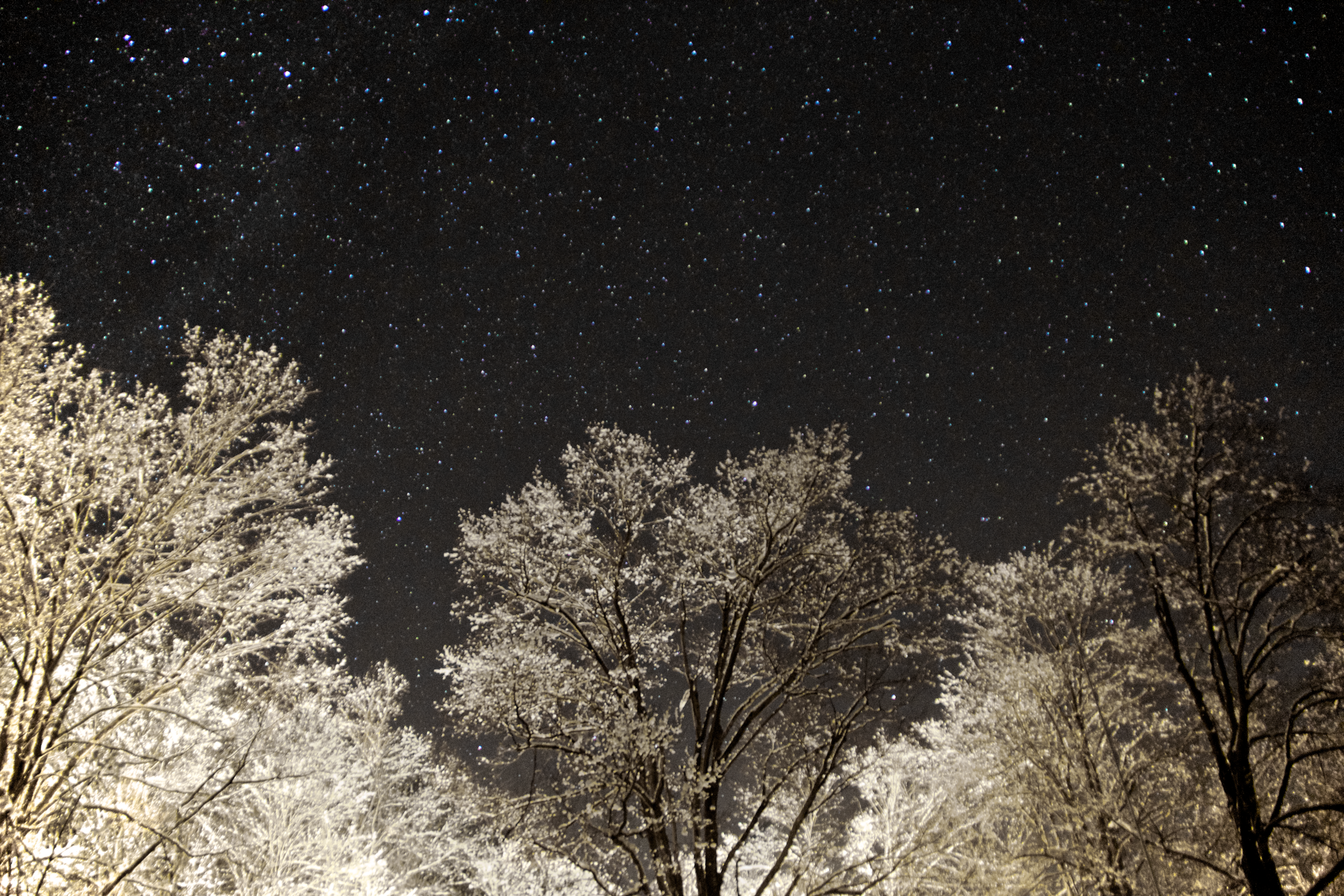 snow-filled-trees_16123779152_o.png