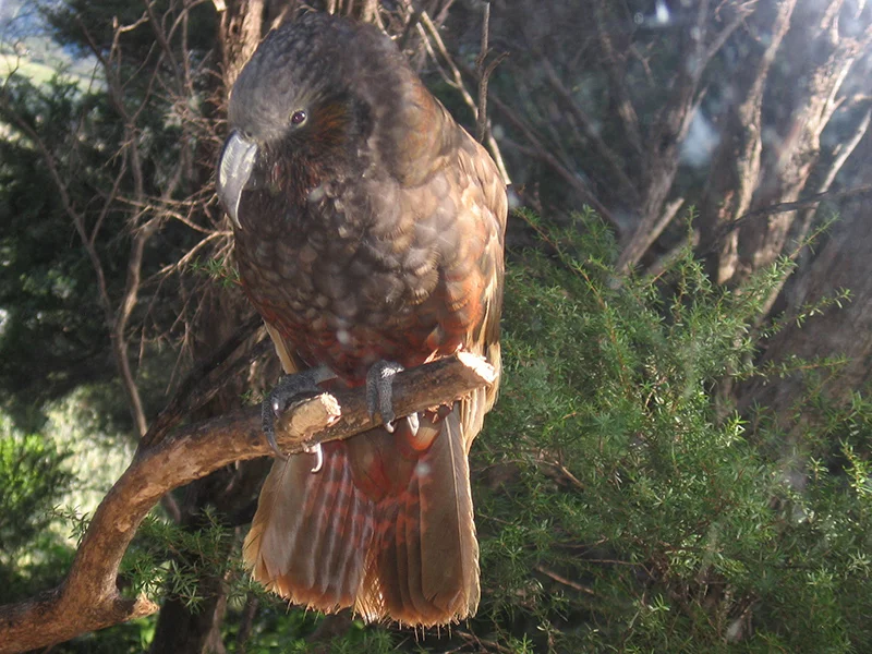 kaka-at-sues-sugar-water-branch-credit-s-fitchett.jpg