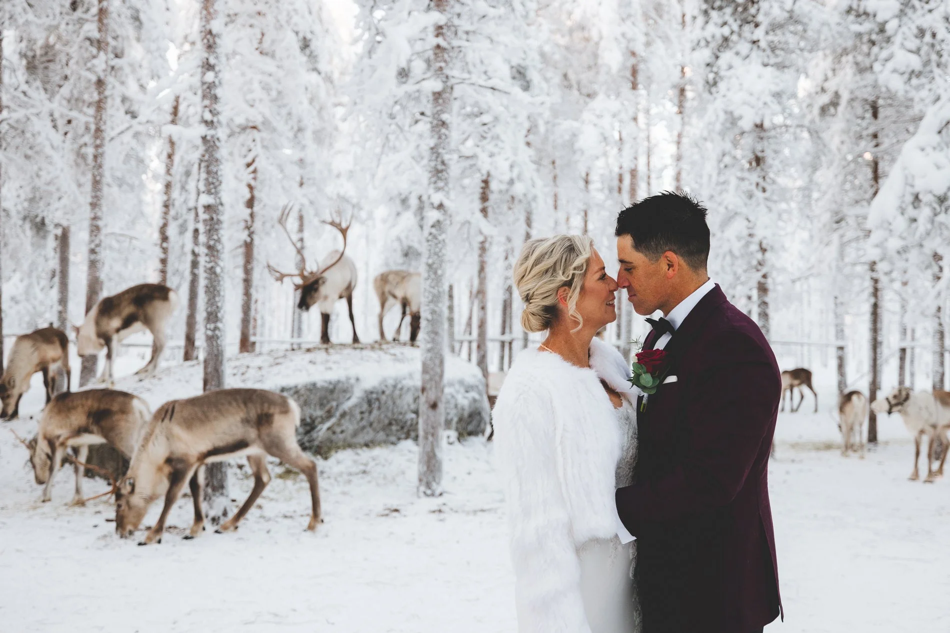 Wedding photos with reindeer by Tina the Lapland Photographer. A bride and groom standing close together in a snowy forest, surrounded by reindeer, sharing a moment of affection.