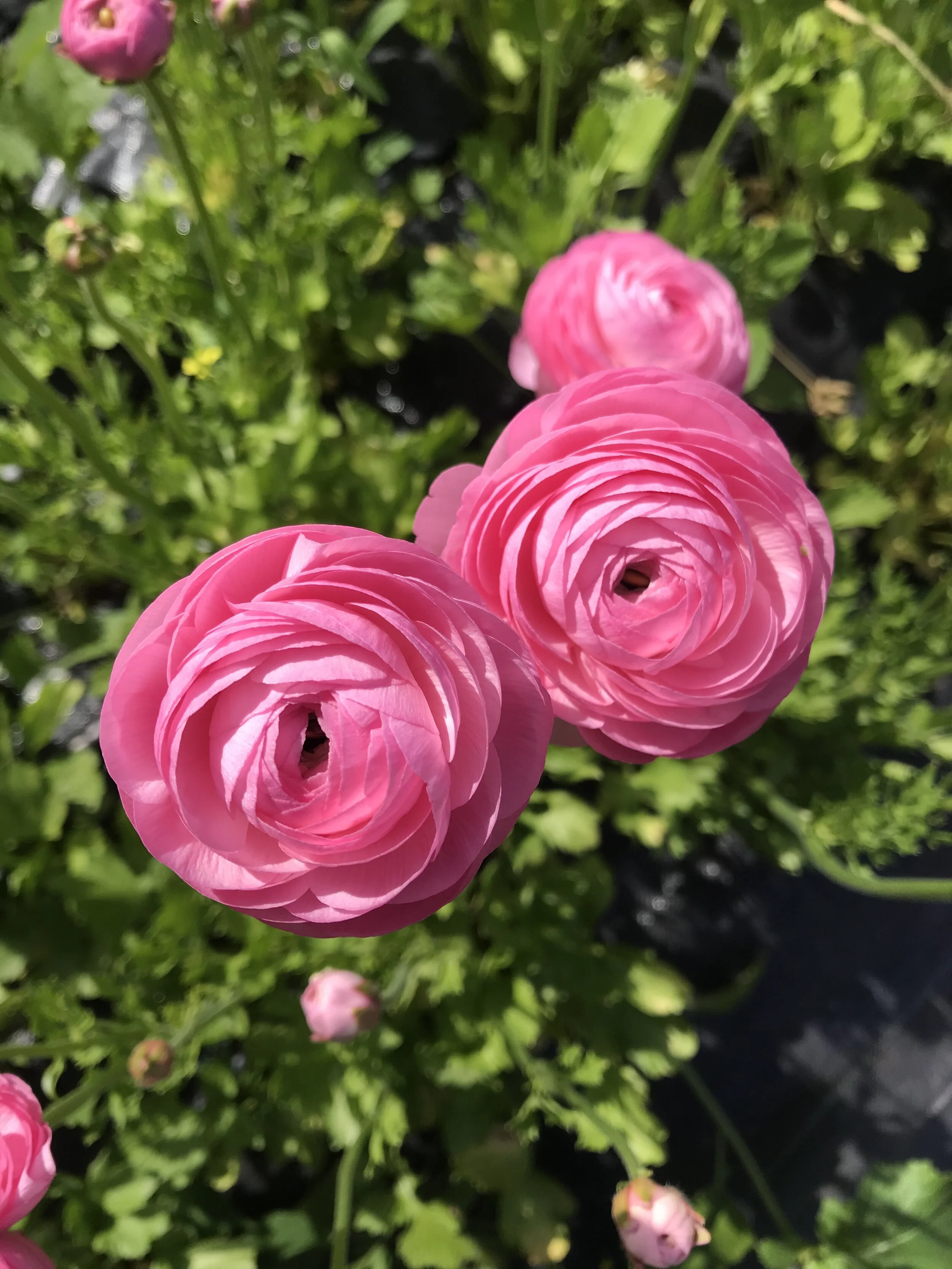 ABF2DA15-2469-4FE5-BFE4-A9C7250672A2