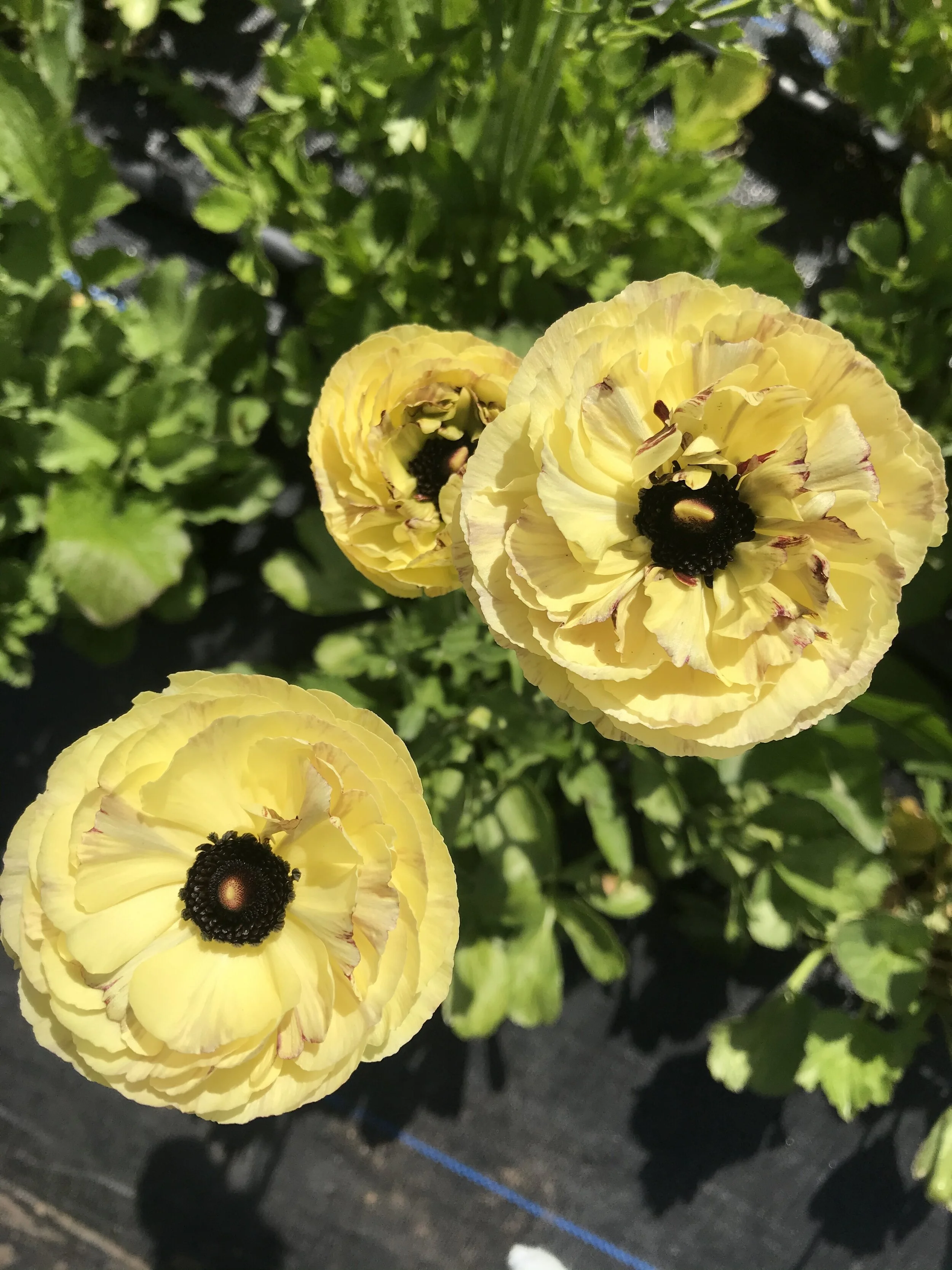 41FA4A51-D823-4A21-9E18-943EC9CF0357