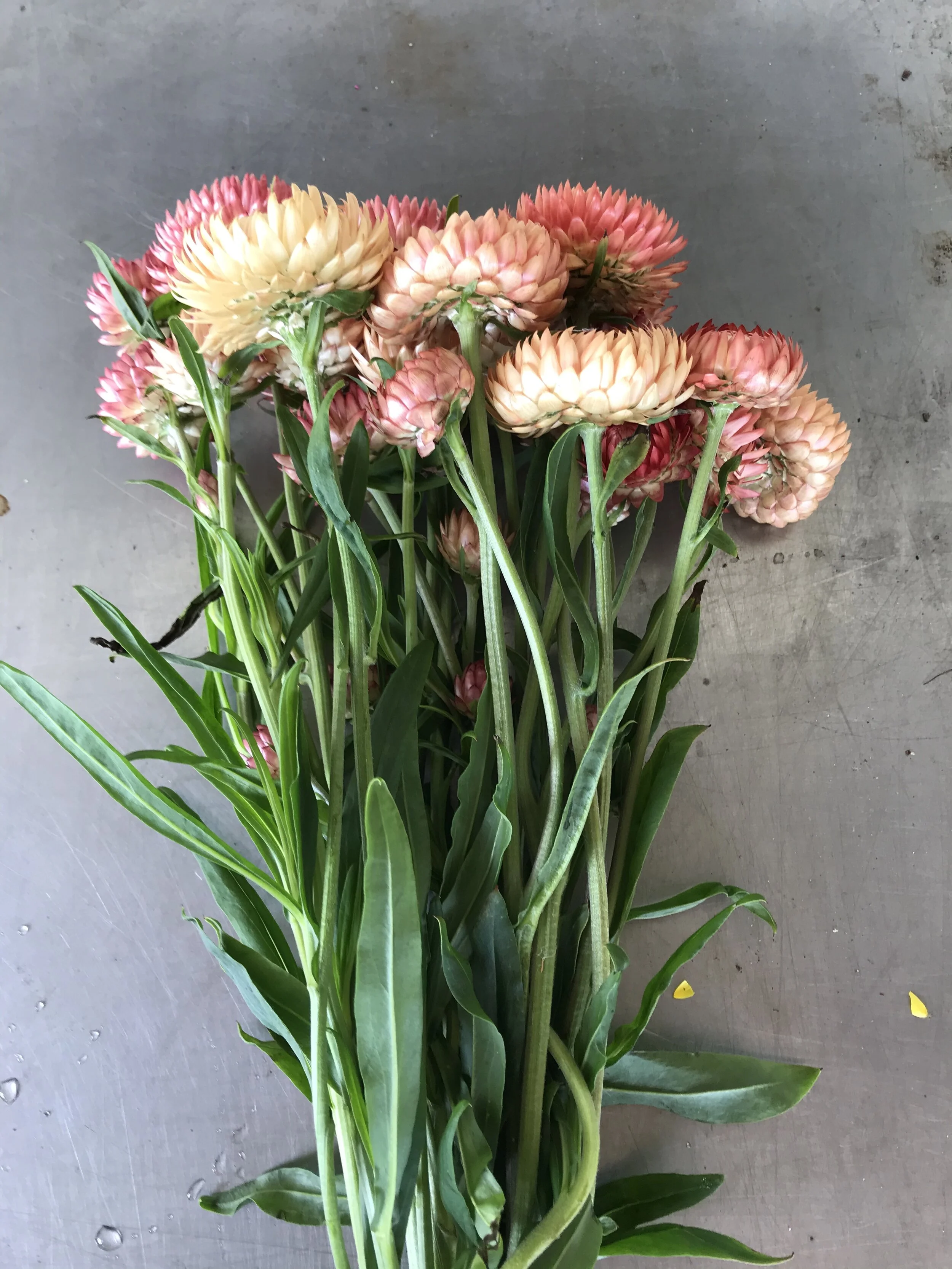 5F74DFC0-C9A5-4D41-B0B0-32C2113A46AE