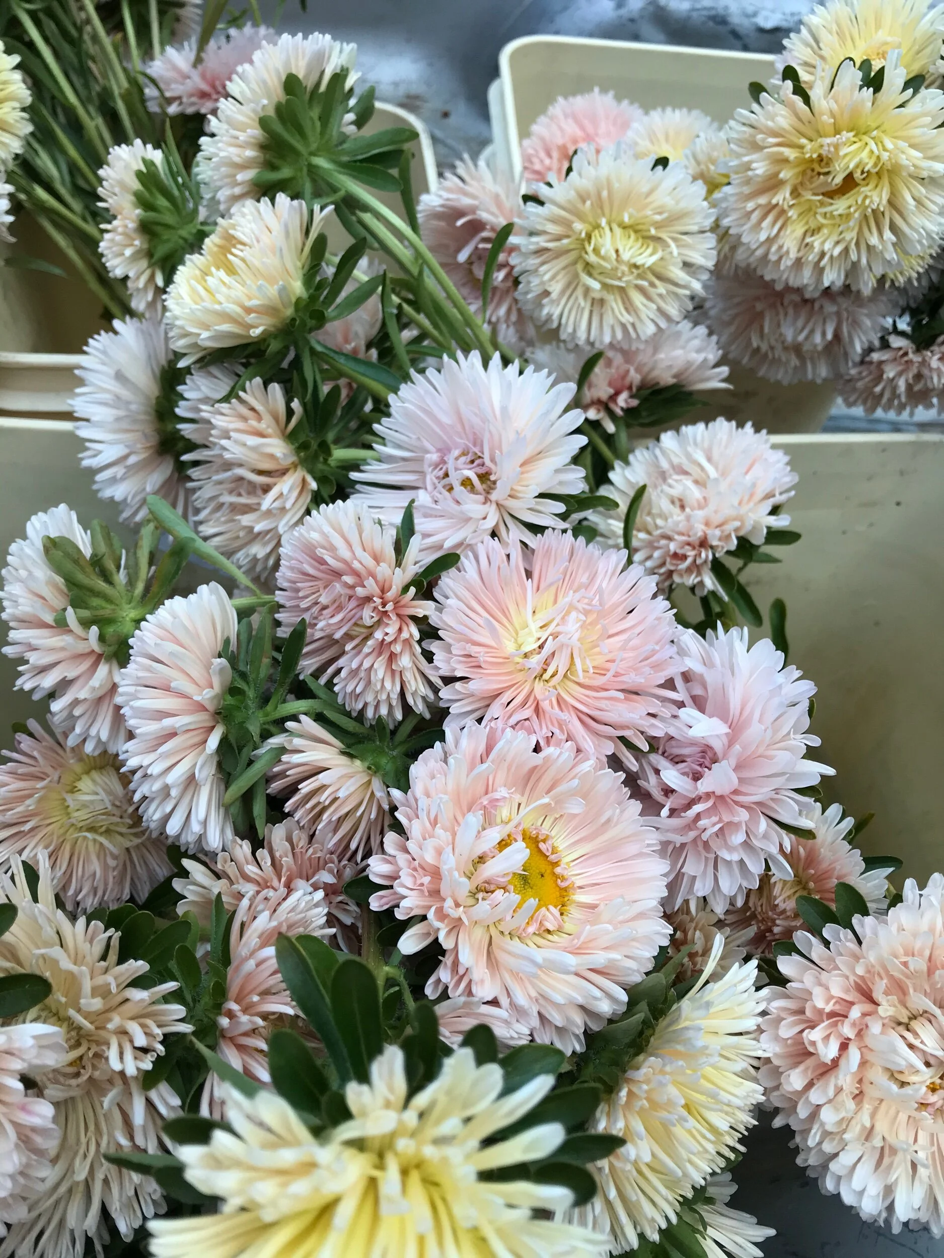 75E181C2-41F7-49FB-8D76-9BB5FDCE3C34