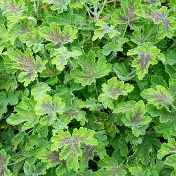 9DE9DDA3-386C-4BF1-8766-6C2556B53D0E