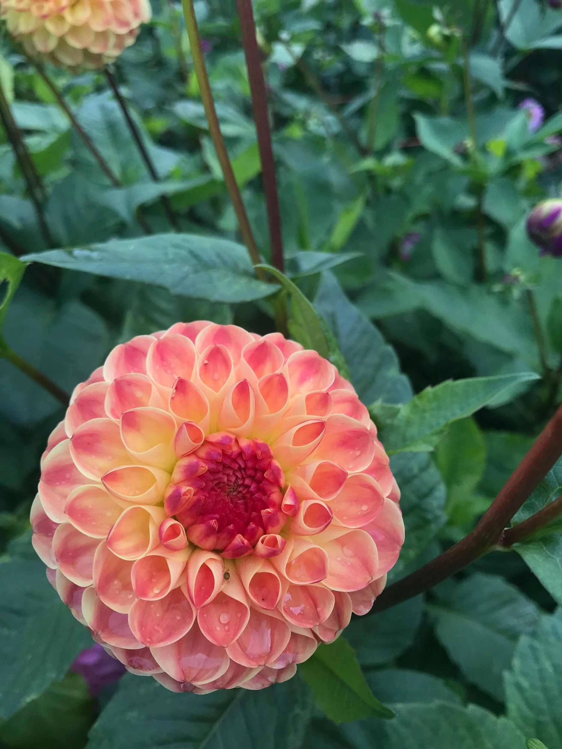 5C743288-84A6-45BA-9931-28BED32219AF