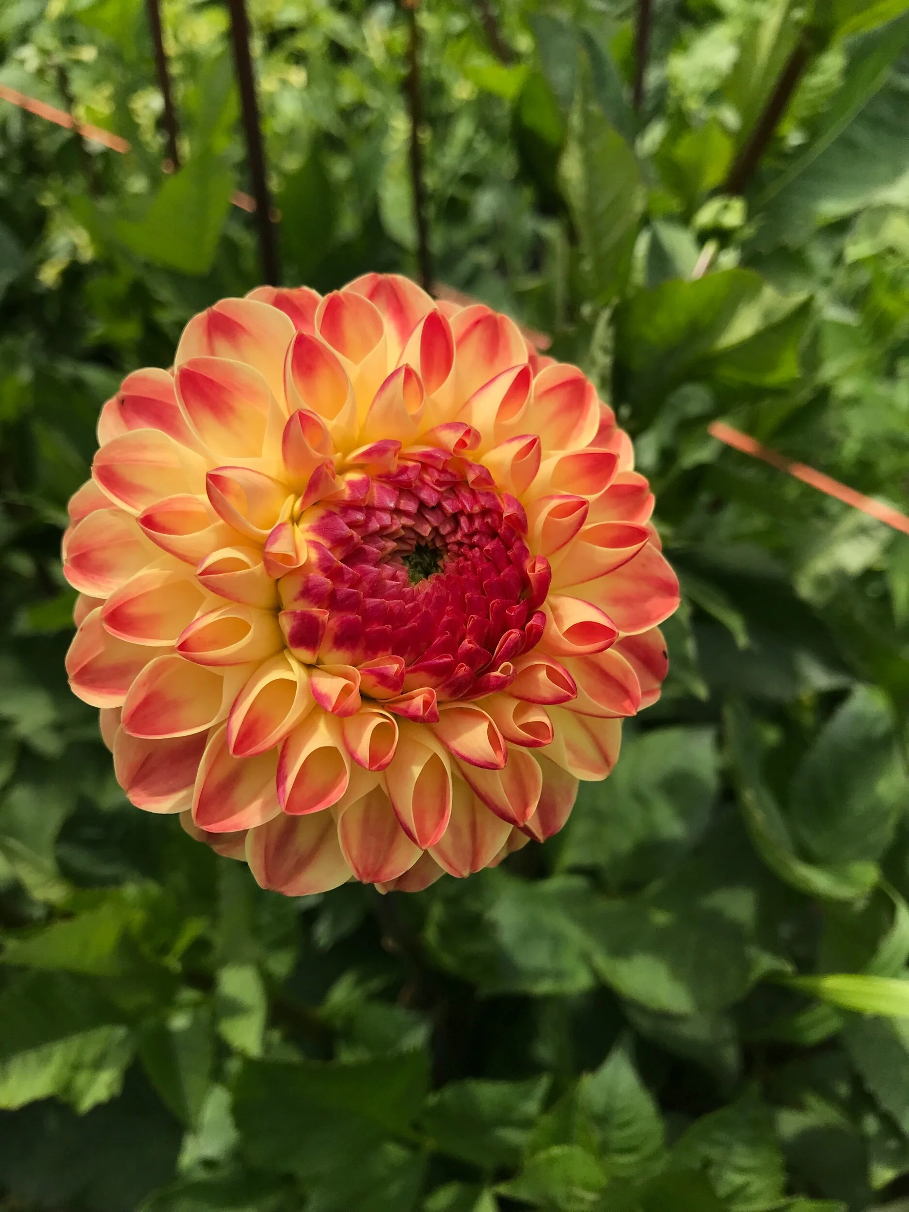 BD8E8AC1-41A2-4D2E-A484-40E7608C8829