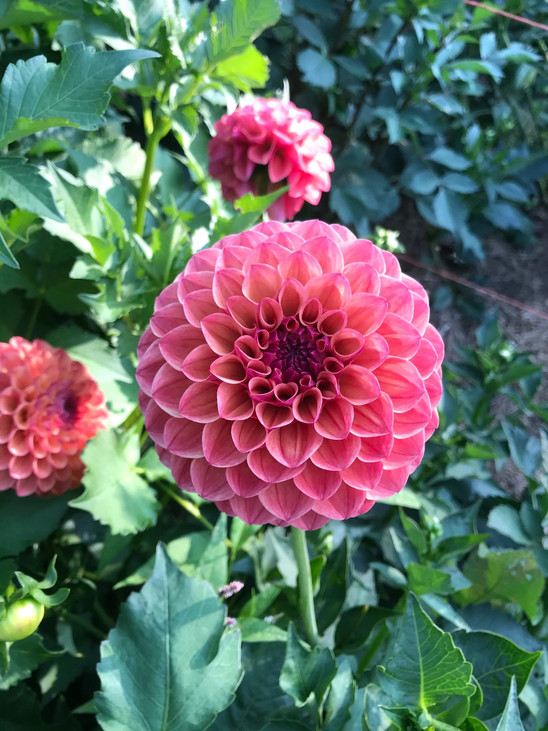 CD4F1041-5C5A-4DE8-B021-83E3DFAAB39E