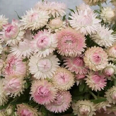 ACF4863F-EF5F-4BD1-BC2E-47FDD369DEA7