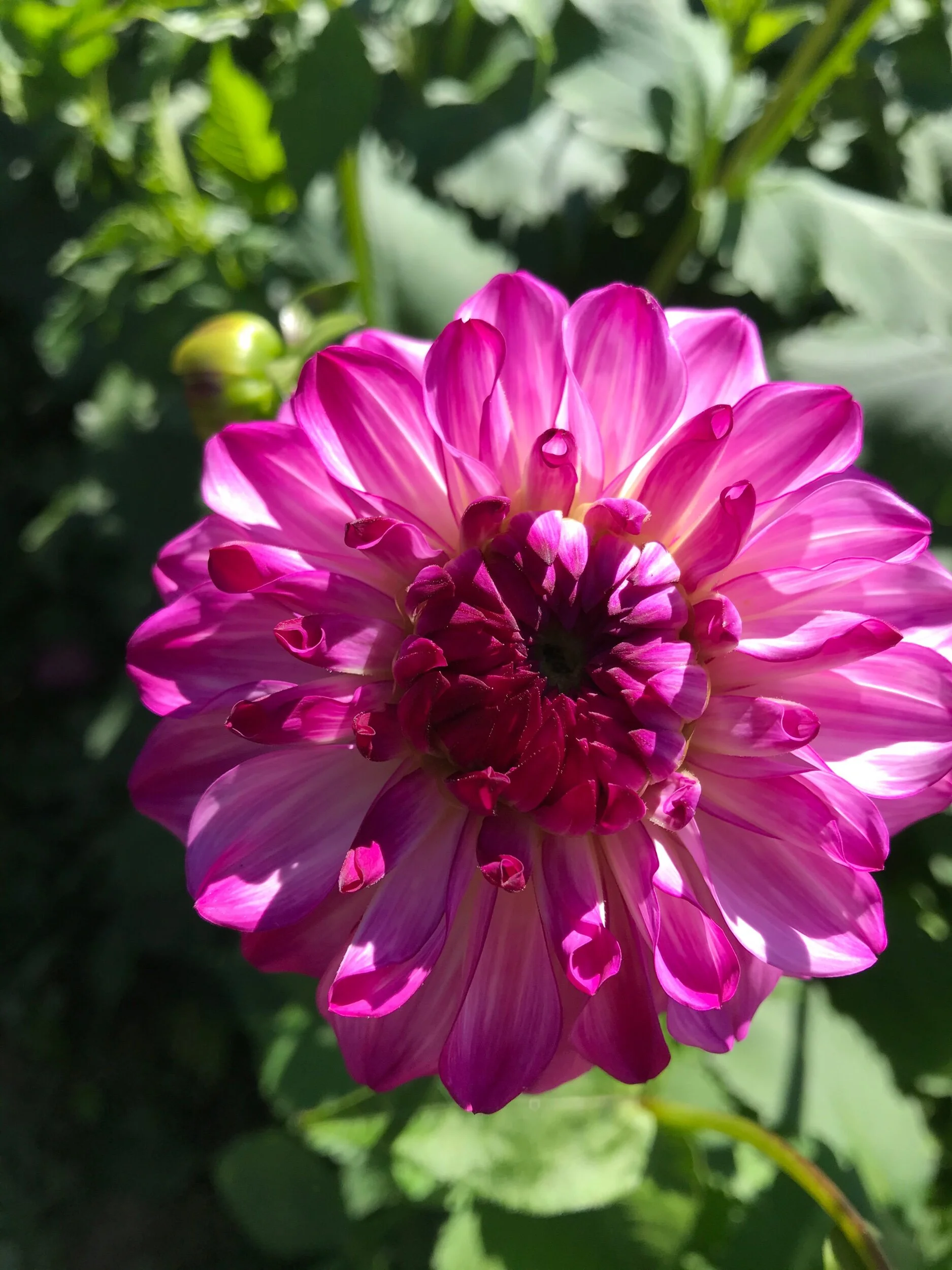 BDE99557-BB64-4DEF-A43E-248D9E056014