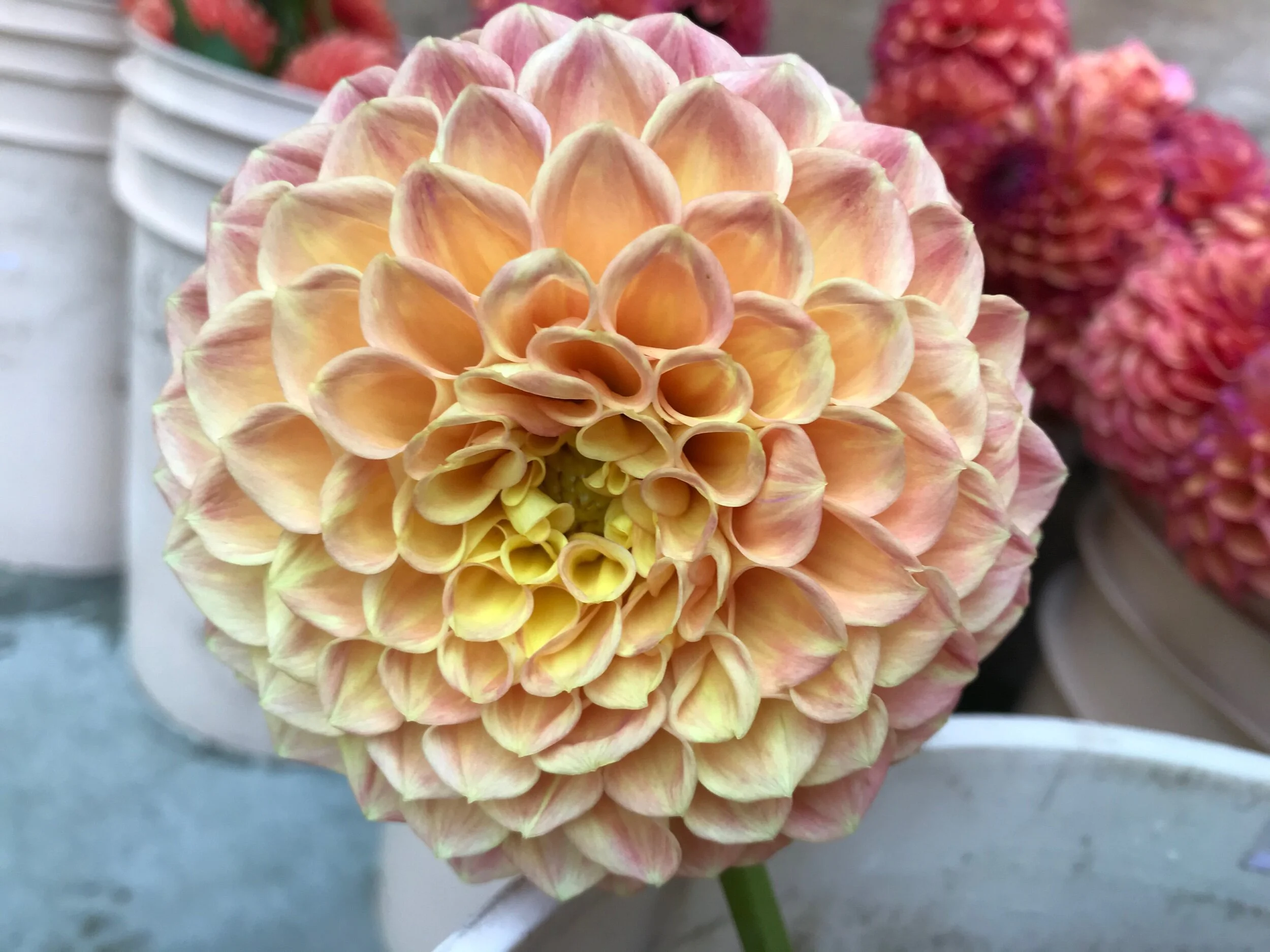 E37759DA-6051-4CE2-9427-7AC22C2DAE9E