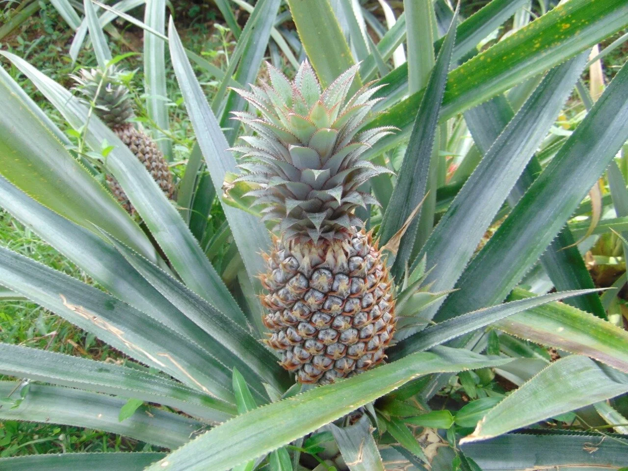 Pineapple Plant.JPG