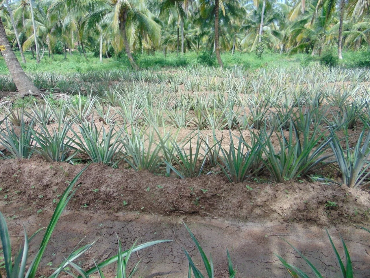 Pineapple Orchard 2.JPG
