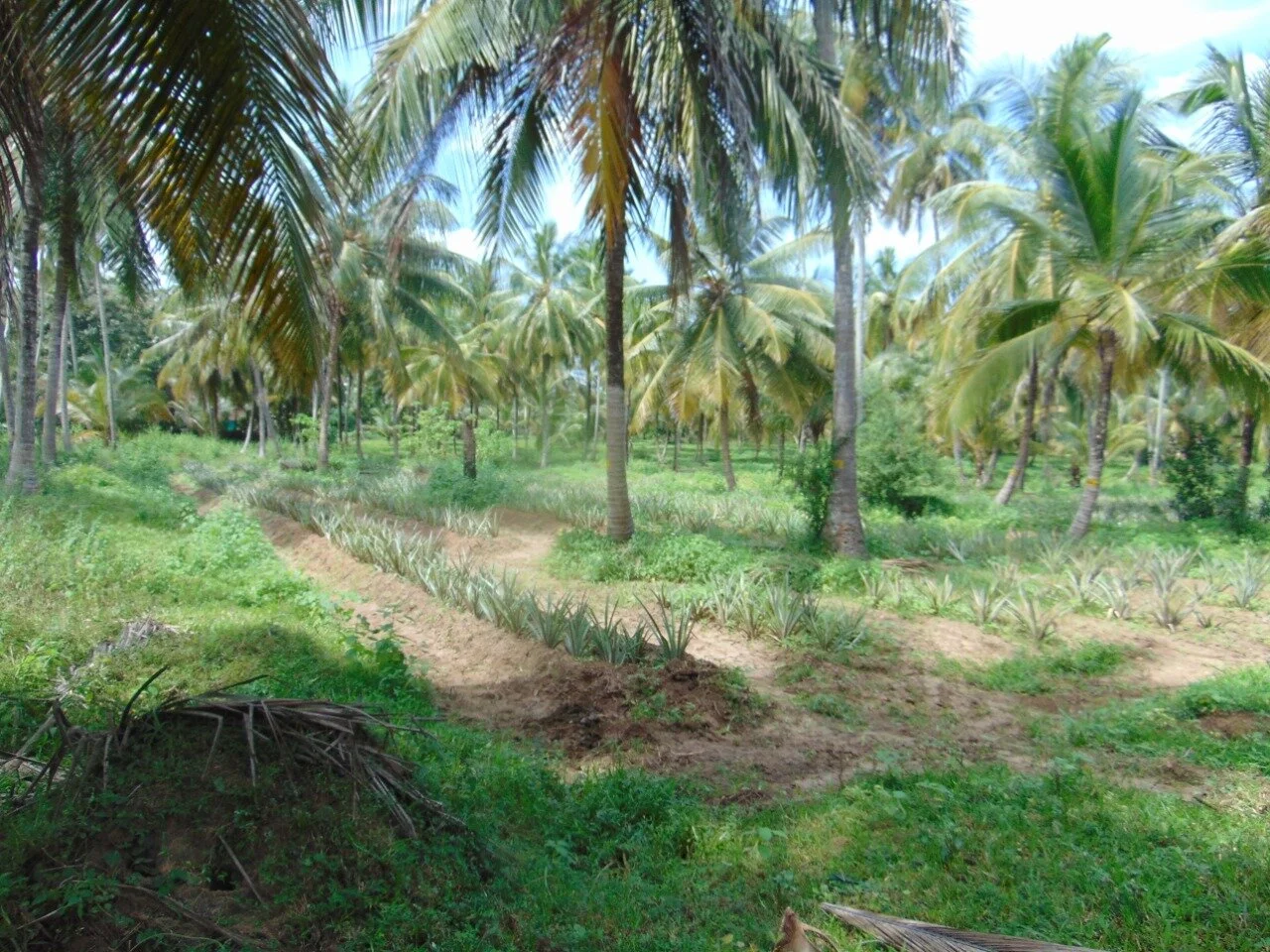 Pineapple Orchard.JPG
