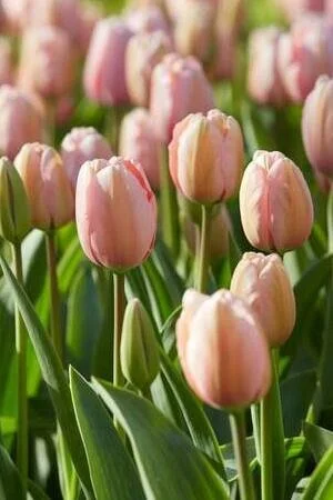 salmon impression 4.jpeg