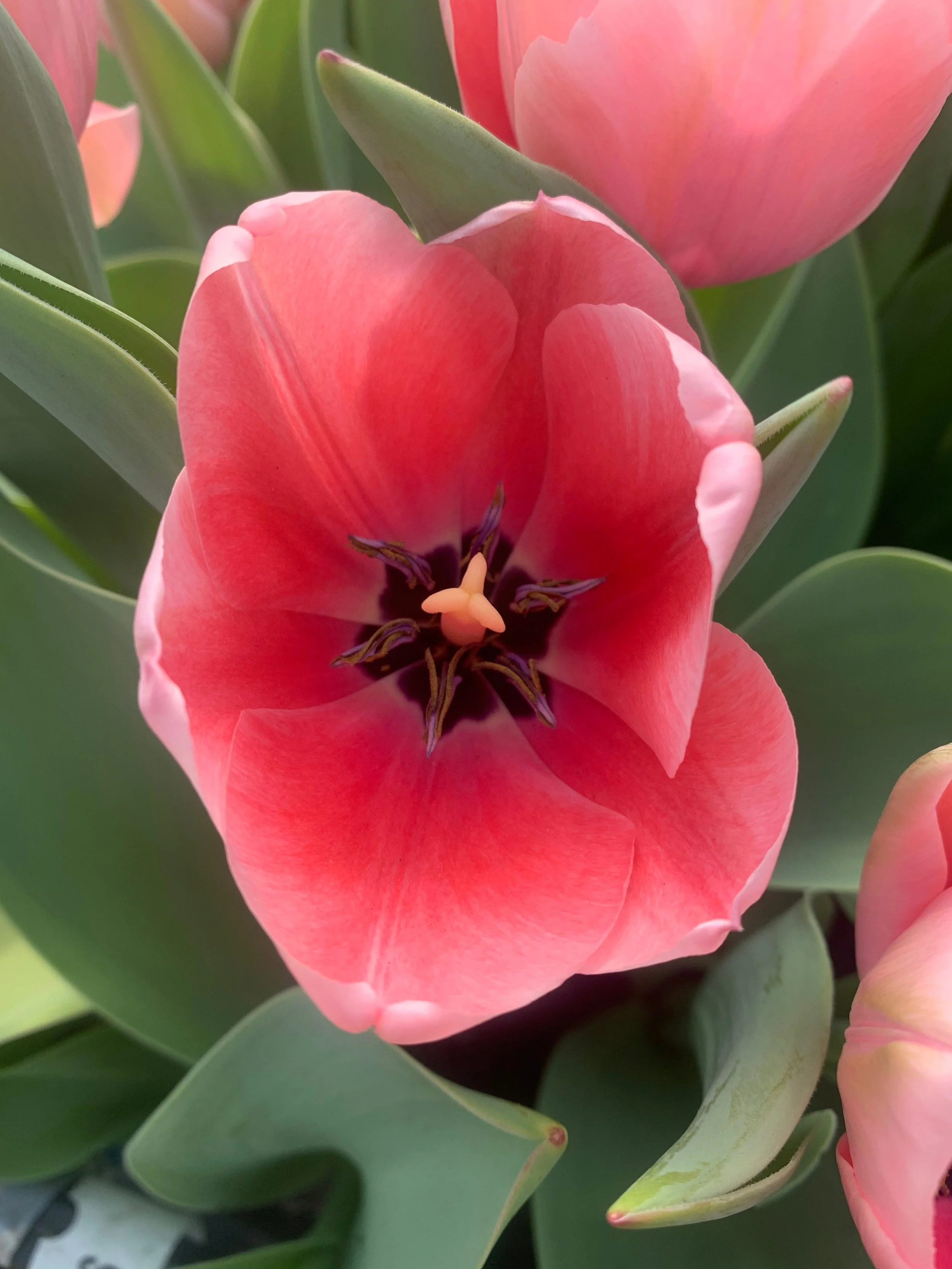 salmon impression 5.jpeg