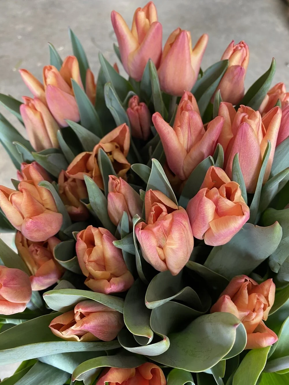 design impression 3.jpeg