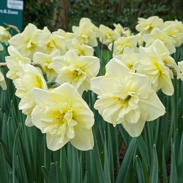 dancing moonlight 2.jpeg