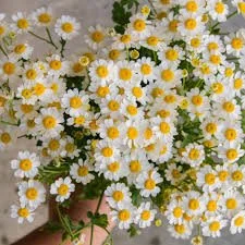 feverfew.jpeg