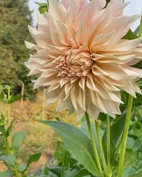 I just could not resist posting these beauties captured by @honeysucklegathering ☺️ ☁️ 
Although they have to wake up before 7 on Sunday morning, our flower team has a pretty fantastic work environment.  As team Ellis and Claire have been ultra busy 