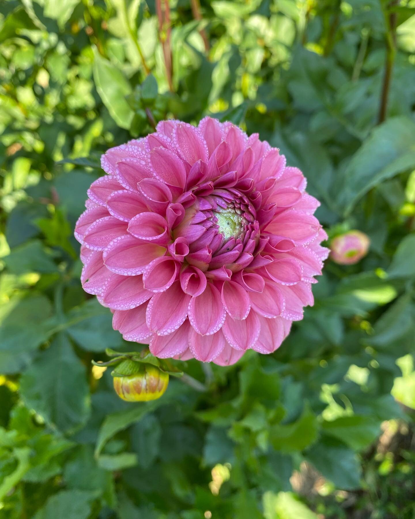 Those September dahlias, beautifully marking the winding down of summer.