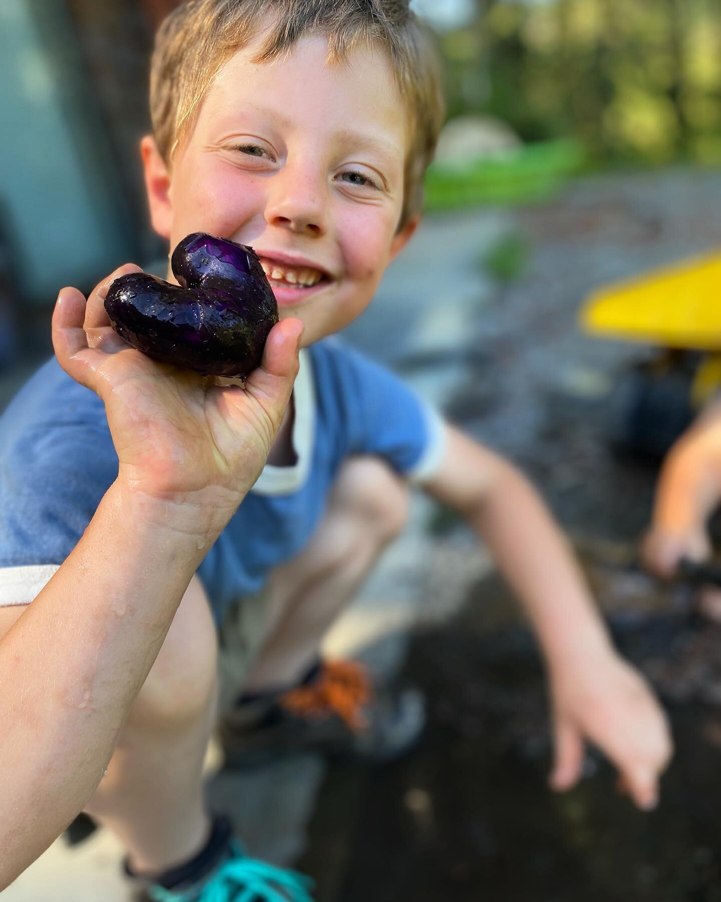 Potatoes are here! 
Purple beauties that we&rsquo;ve been growing for a few years now. 
Summer starch is sorted from here on out.
We will be picking these for our market@tomorrow morning. 

#organicfarm #potatoes #saltspringisland