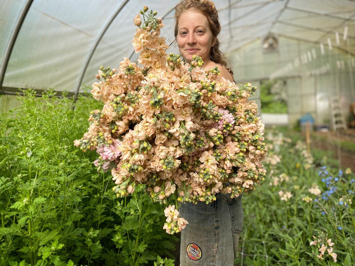 Gorgeous apricot stock 🍑 ✨
Bringing us some much needed summer glow vibes.

#flowerfarmer #saltspringflowers #womenwhofarm