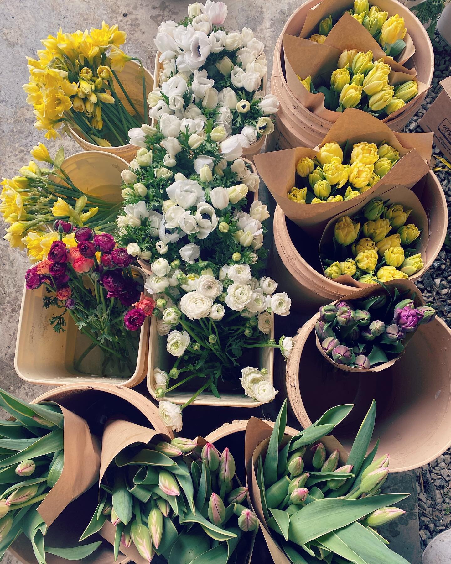 Announcing the first flower delivery of 2022 🤩 🌸 🌈 

Florists please find these treasures @ufgca #grower382 on the Tuesday auction. 

Next week we will open our pre-order system so that you can skip the auction and buy directly from us - check out