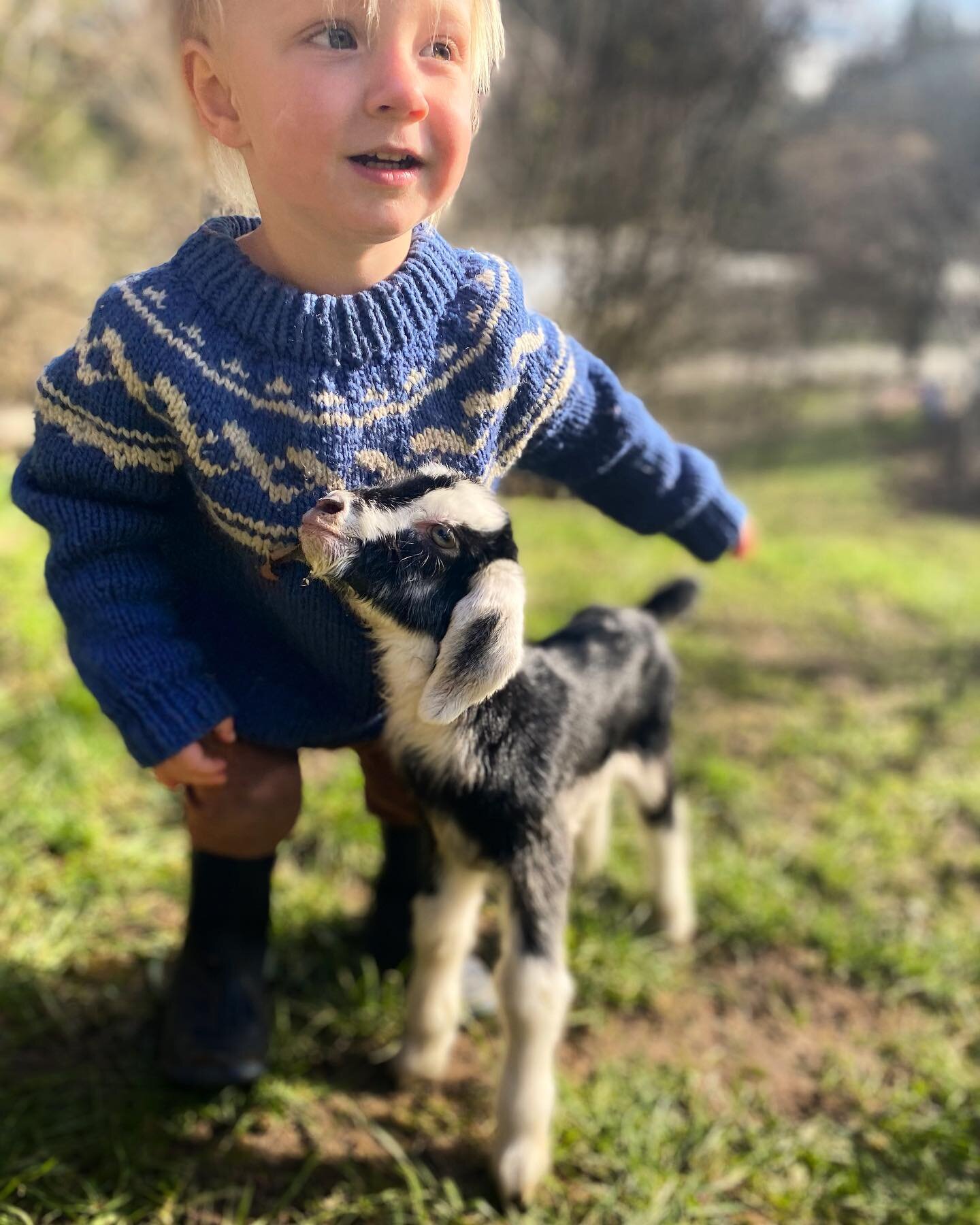 Fully welcoming the season of blossoms, goat kids, green grass, baby chicks, and cleansing windy raindrop magic. 

#spring #saltspringfarm #babygoat