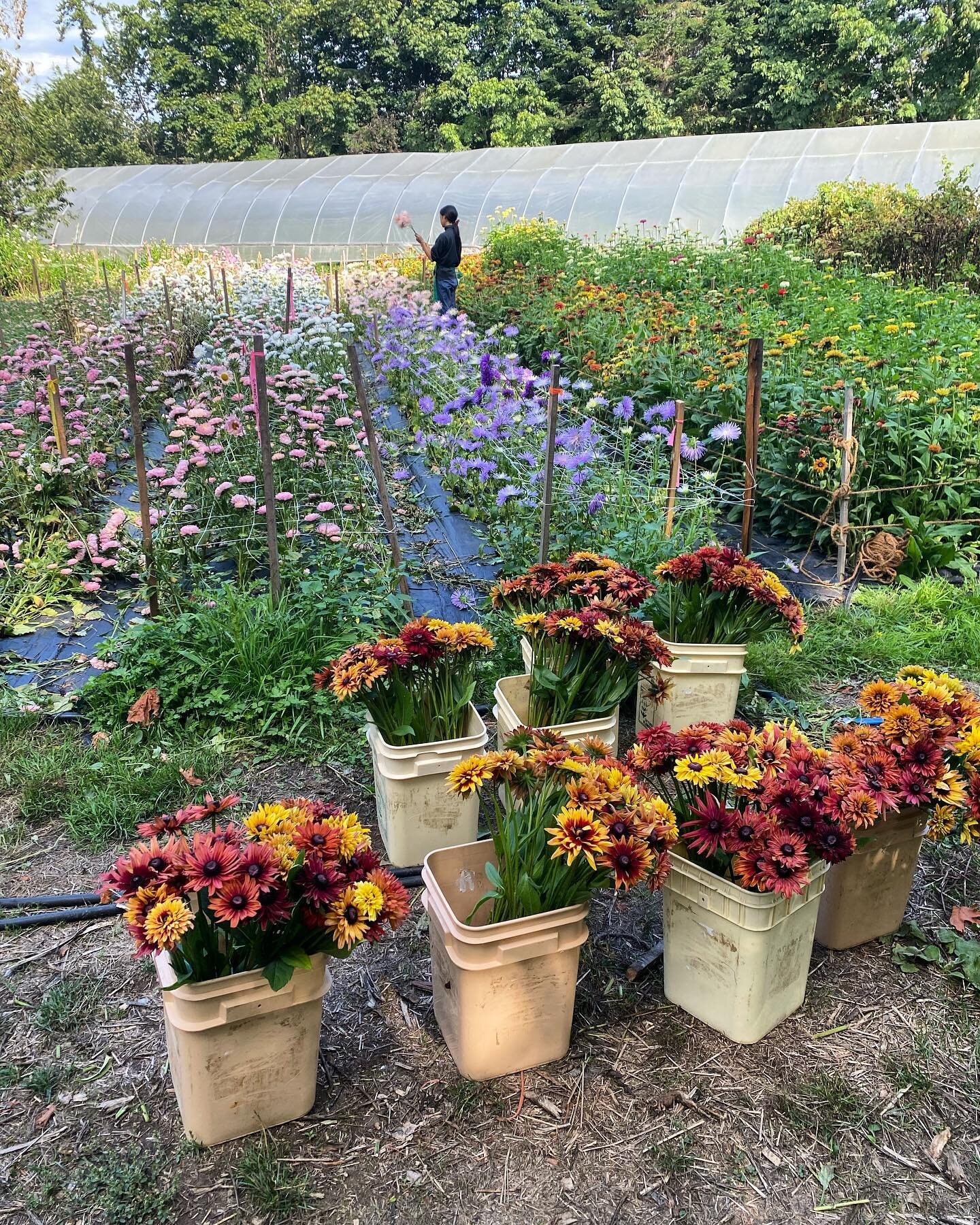 Leaving aster season and entering rudbeckia season