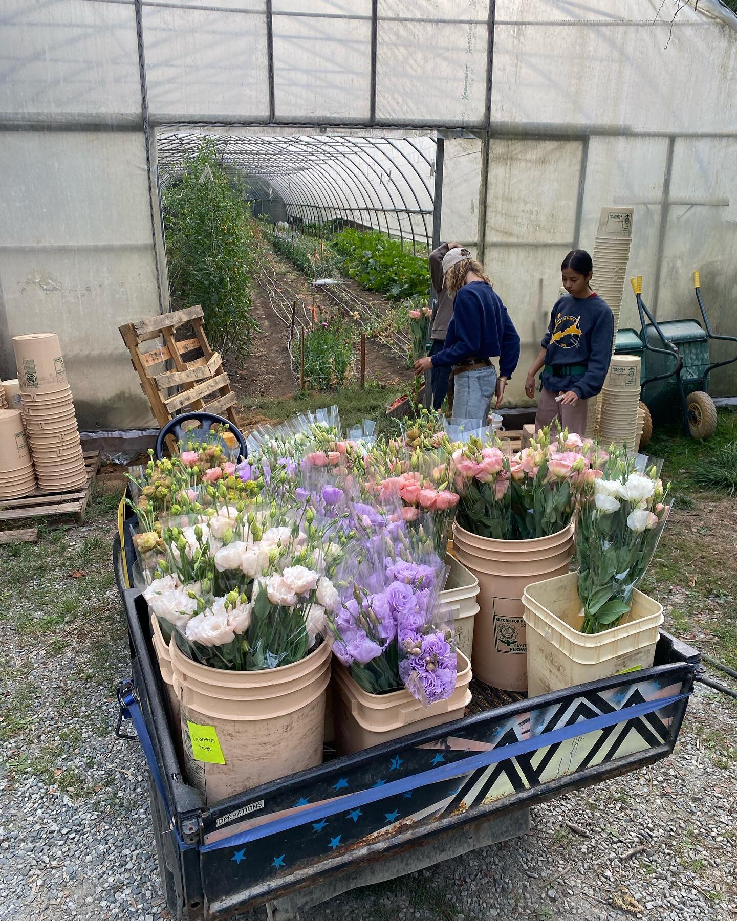 Trusty flower cart bringing in the September 2023 harvest.

On auction September 12th:
Lisianthus in lilac, blush, and white
Rudbeckia Sahara
Tweedia
Zinnia Queen Orange Lime
Celosia flamingo feather
Phlox cherry caramel
And more&hellip;
