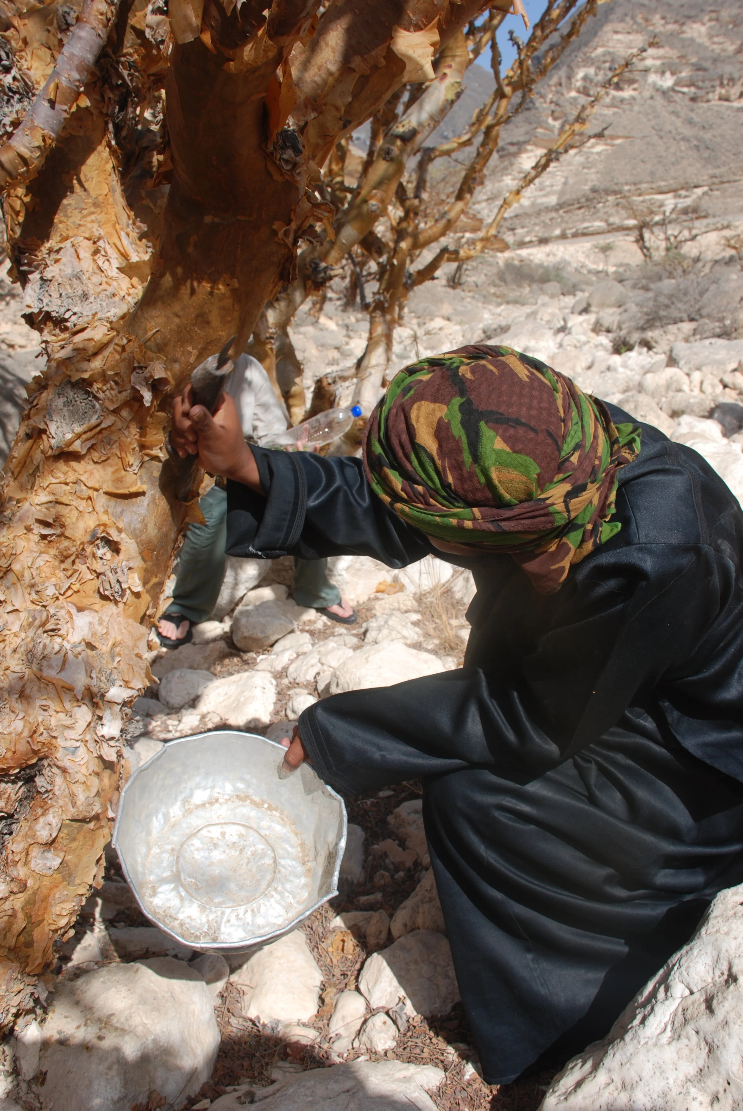 man tapping tree.JPG