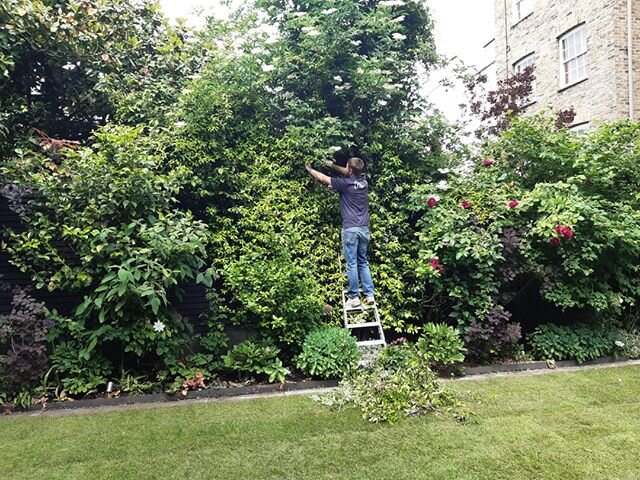 Garden Maintenance // Our team are thrilled to be back in some lovely South West London gardens - another successful and busy week down!⁠
⁠
#gardenmaintenance #gardening #familygardens #londongardens #southwestlondon #swlondon #london #flowers #sunsh