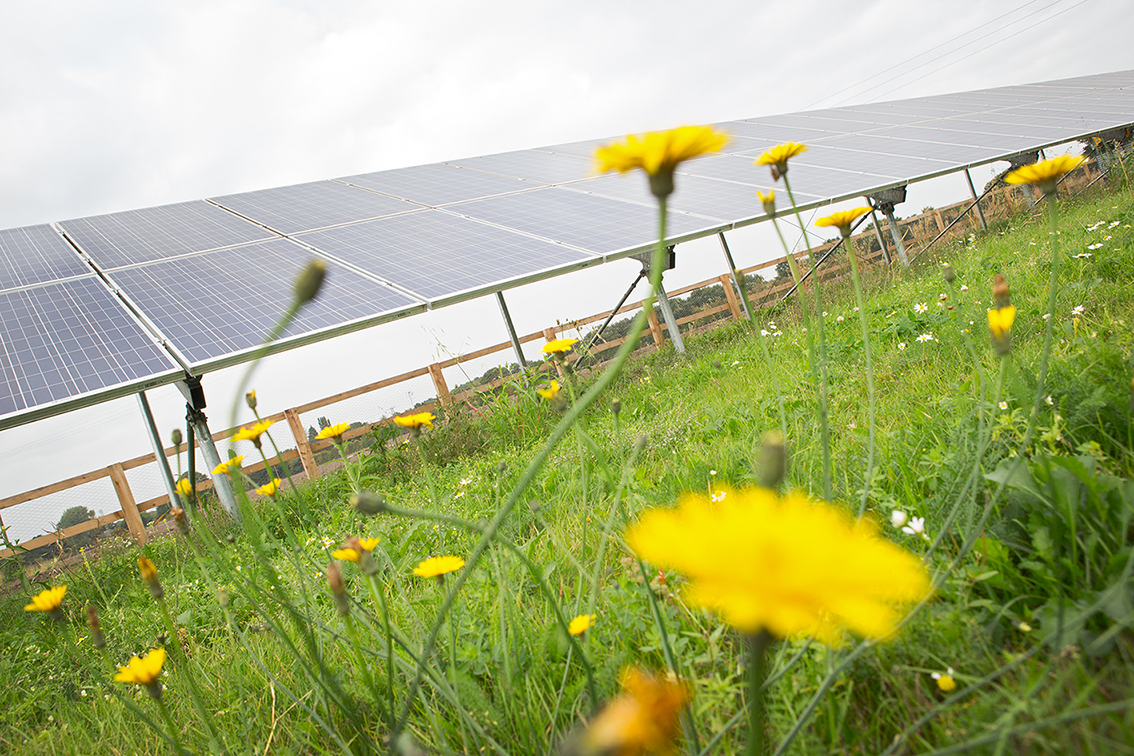 Whitemore Farm Dandelions2.jpg