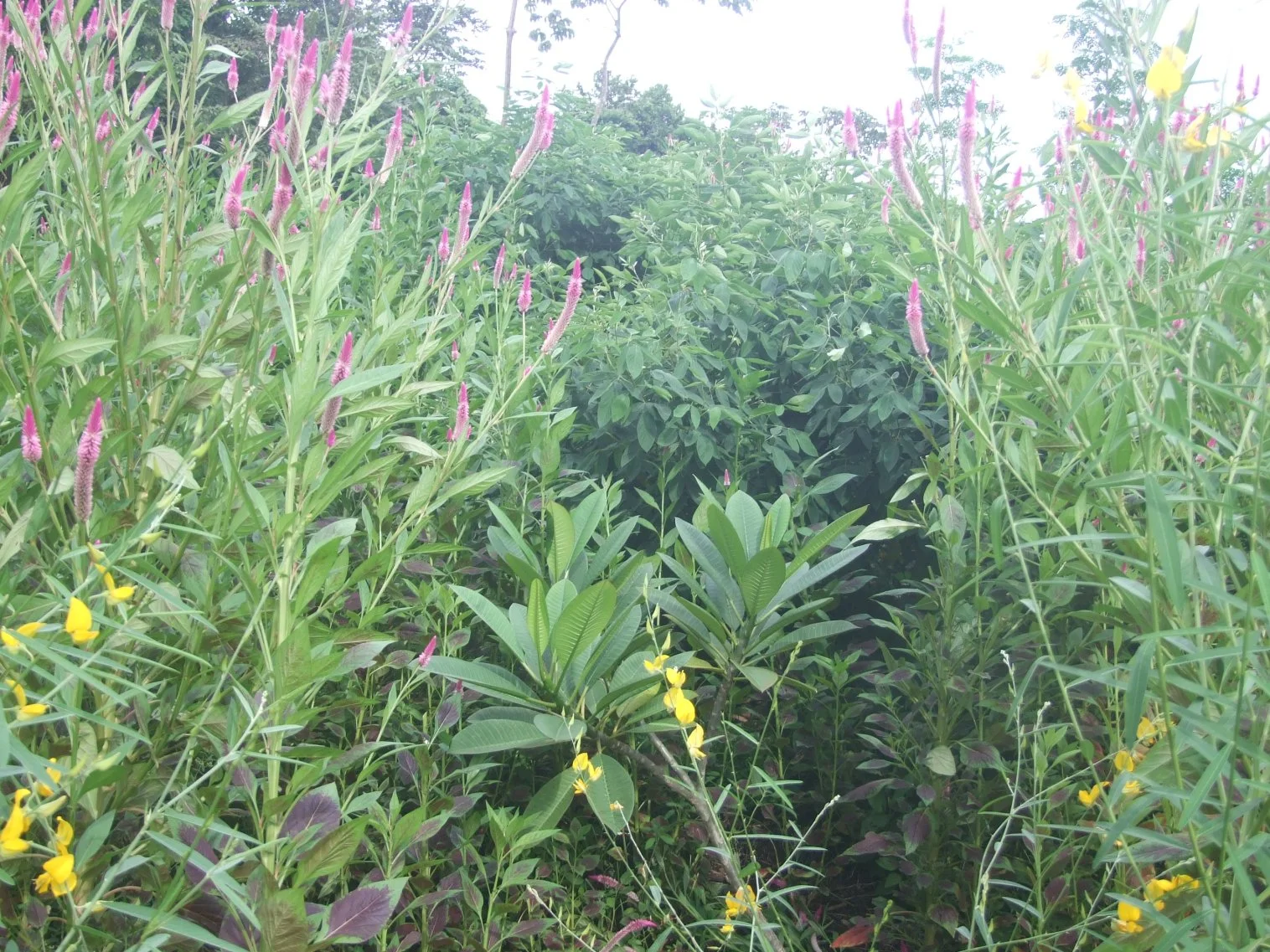 Celosia argenta.jpg