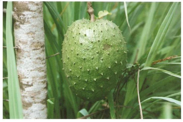 Guanabana fruit on a three year old tree.