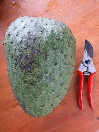 Annona muricata.jpg