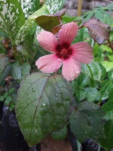 Cranberry Hibiscus flower and leaf.