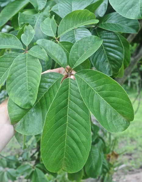 Pseudobombax ellipticum.jpg