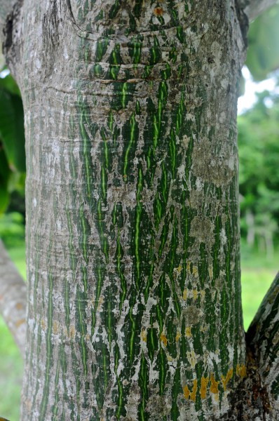 Pseudobombax ellipticum trunk.
