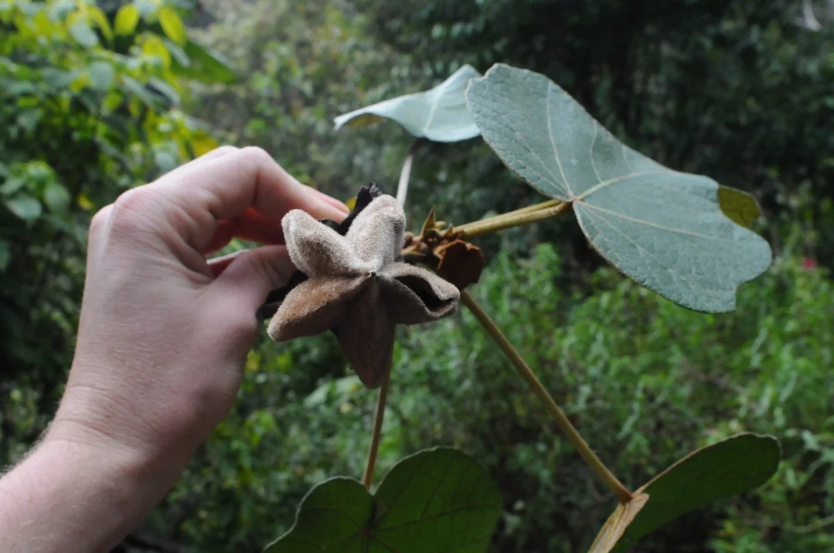 Chiranthodendron mature seedpod.Note the star form.